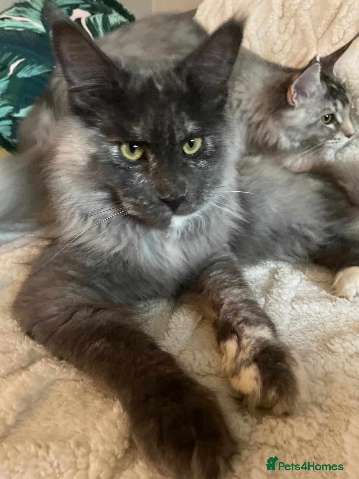 Maine Coon cats XL Maine Coon Kittens for Sale – TICA Reg - Advert 1