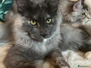 Maine Coon cats XL Maine Coon Kittens for Sale – TICA Reg - Advert 1