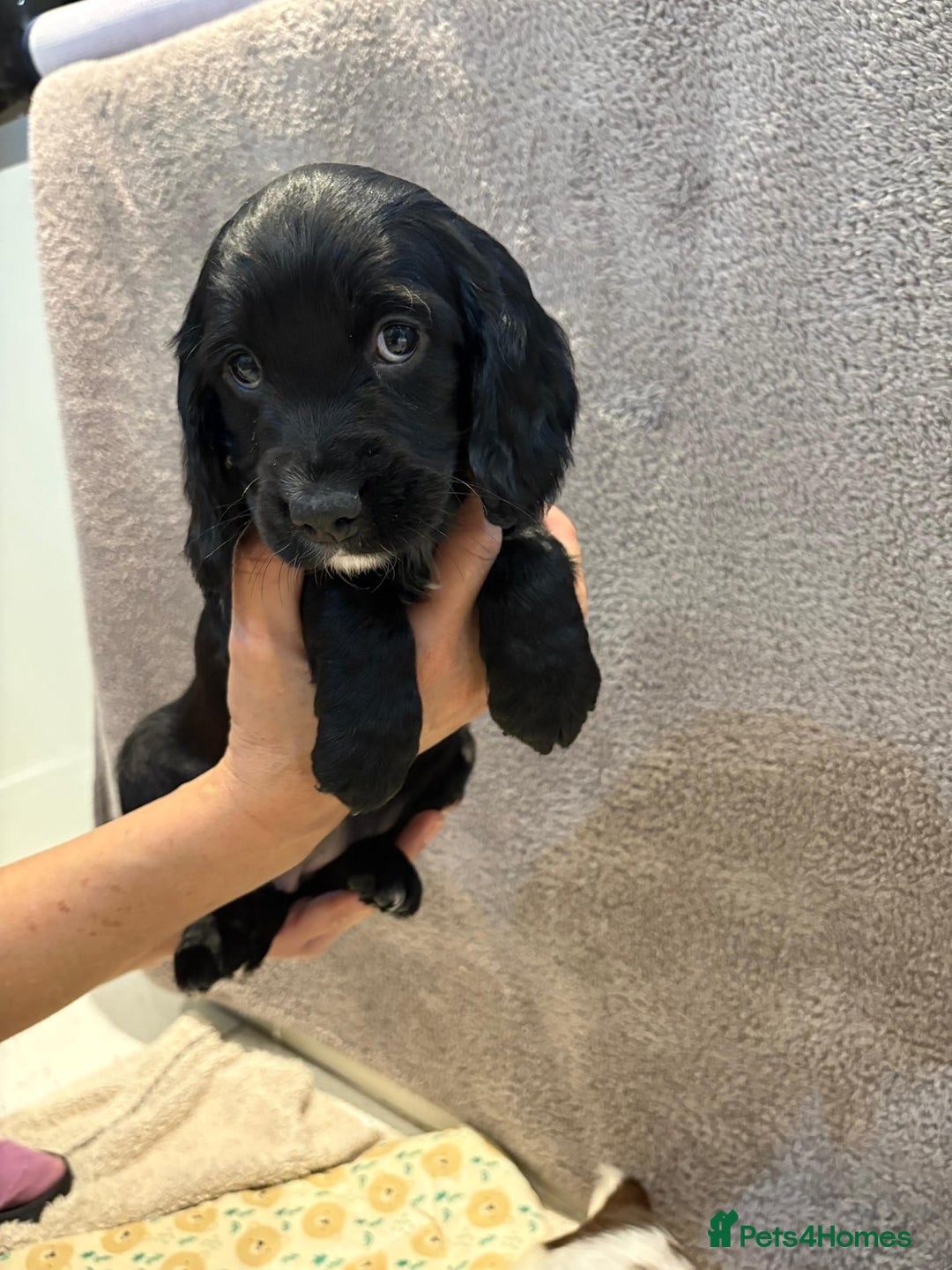 Cocker Spaniel dogs for sale: Pedigree show kc parents DNA health tested    - Advert 22
