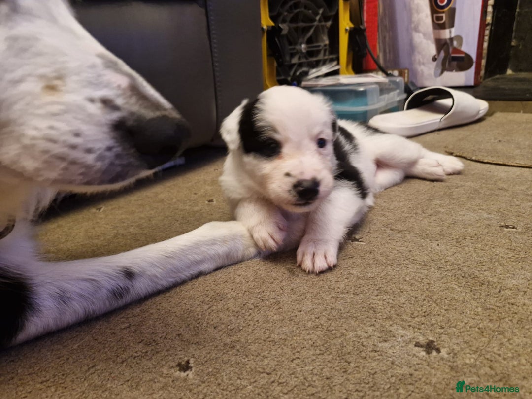 Border Collie dogs for sale: 2 X male border collie pups for sale - Image 9
