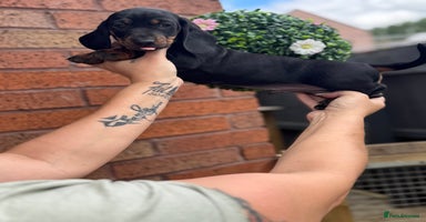 Dachshund dogs - Advert 14