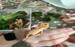 Gecko reptiles for sale: Lilly white and Dalmatian harlequin crested geckos - Image 19