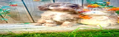 Sproodle 2
