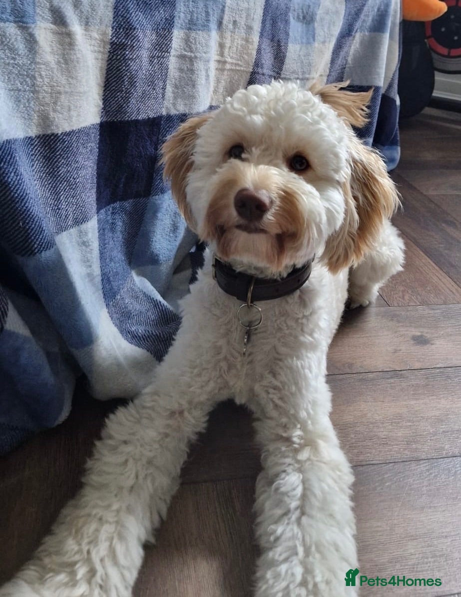 Cockapoo dogs F1B Male cockapoo rehome  - Advert 3