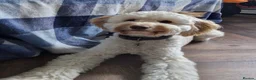 Cockapoo dogs for sale: F1B Male cockapoo rehome  in Elgin - Advert 1