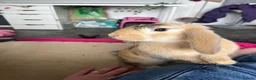 Mini Lop rabbits for sale: 5 month mini lop in Plymouth - Advert 4