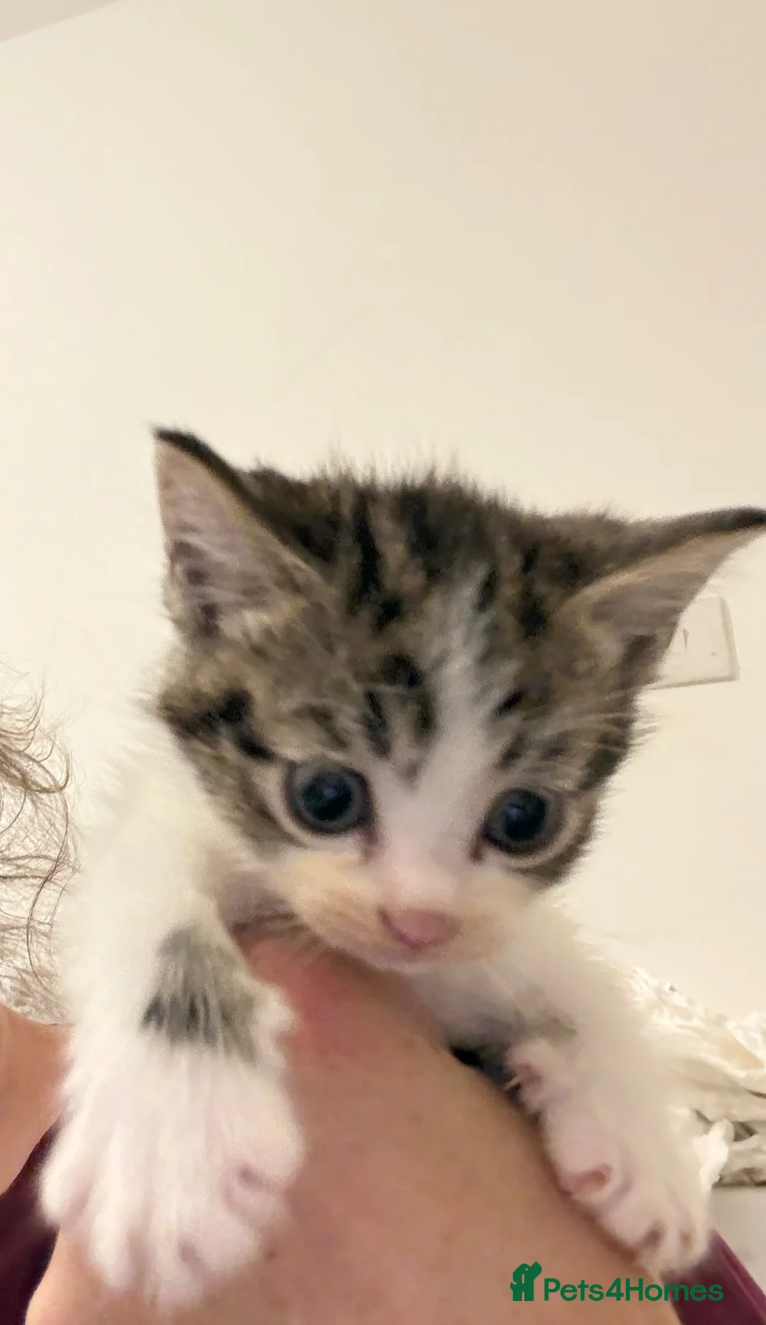Mixed Breed cats for sale: 1 BEAUTIFUL MALE KITTEN  READY  TO LEAVE NOW  - Advert 3