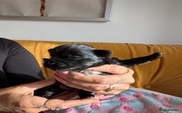 Yorkshire Terrier dogs for sale: Black Onyx Yorkie ready to Reserve 🖤 - Image 8