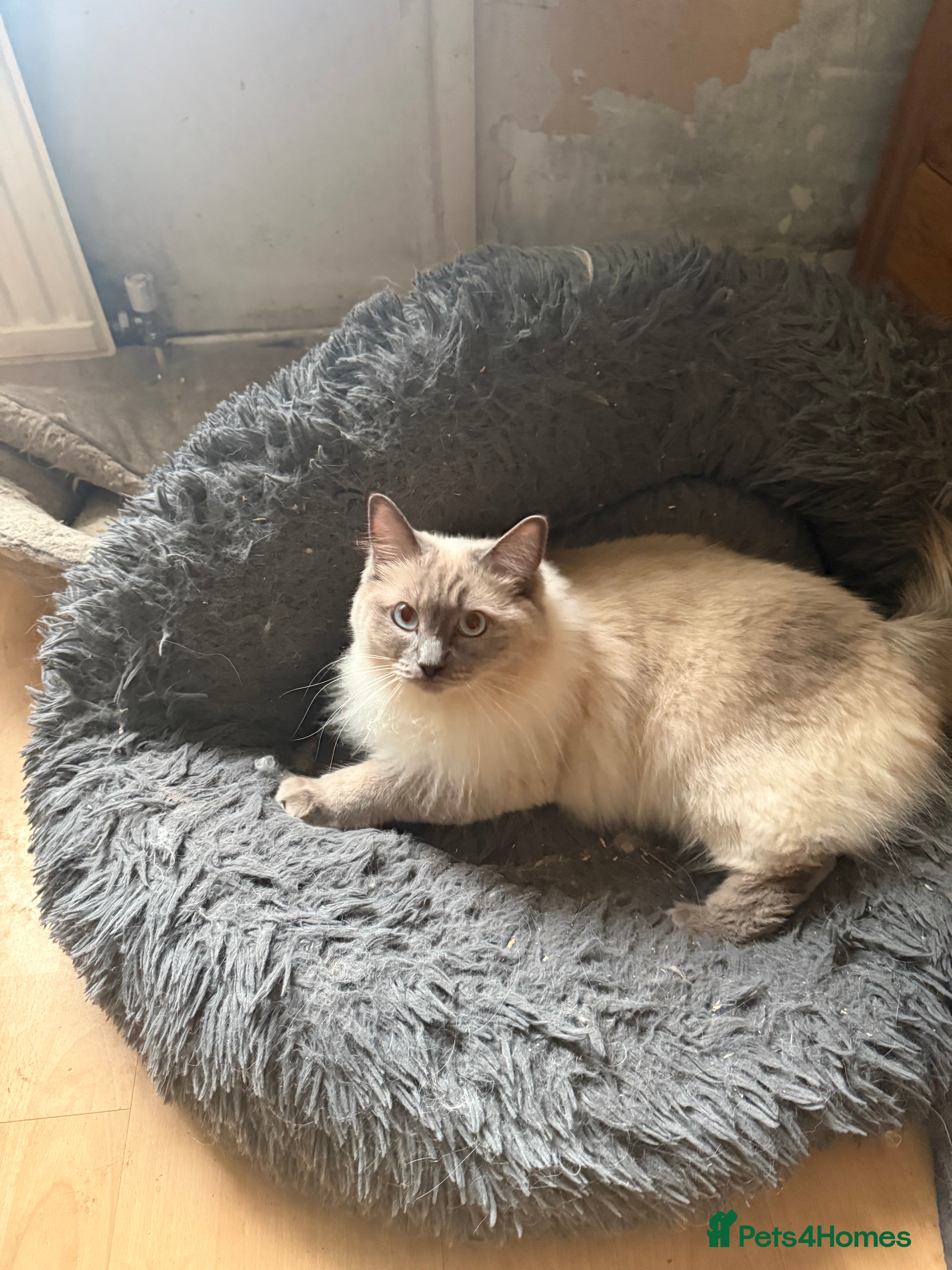 Ragdoll cats Ragdoll  - Advert 17