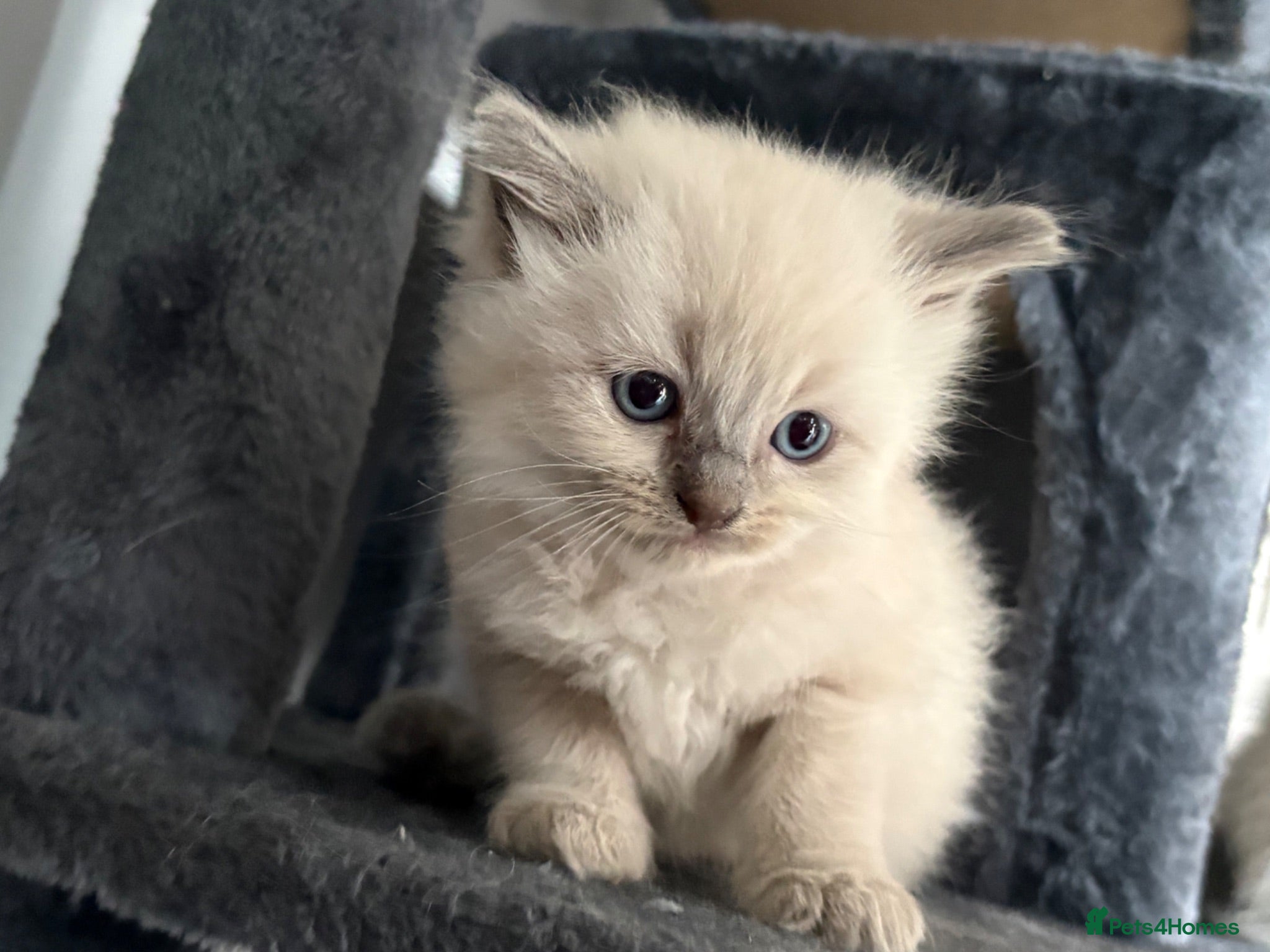 Ragdoll cats 🧡Orange PURE RAGDOLL ready 18th of August  - Advert 13