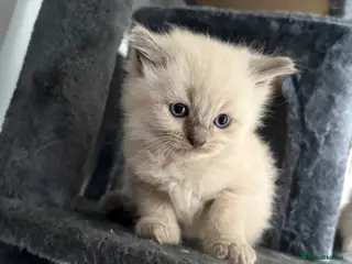 Ragdoll cats 🧡Orange PURE RAGDOLL ready 18th of August - Advert 13