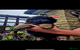 German Shepherd dogs for sale: KC reg health tested German shepherd puppies  - Image 5