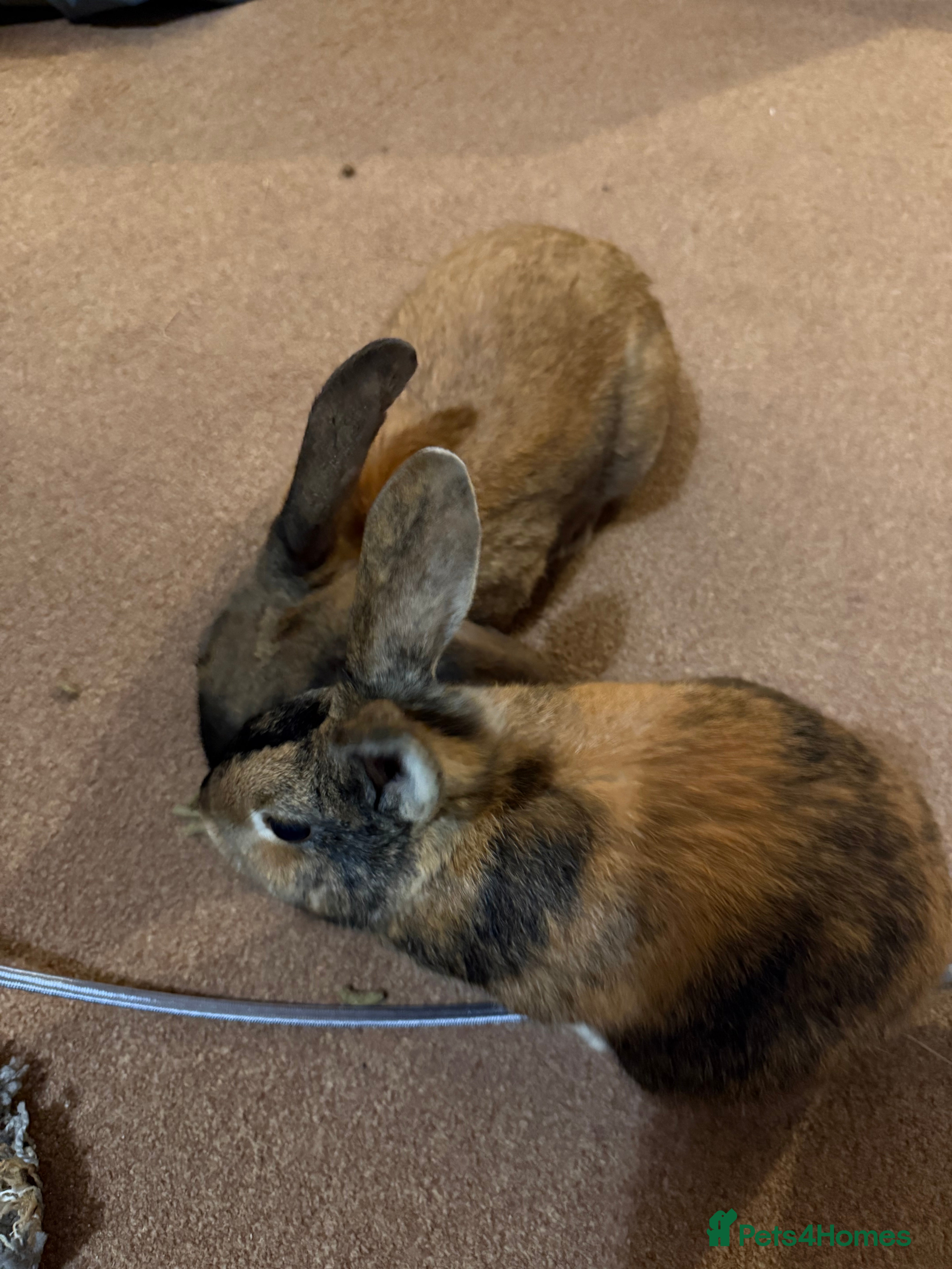 Mixed Breed rabbits 2 beautiful rabbits  - Advert 1