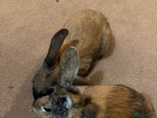 Mixed Breed rabbits 2 beautiful rabbits - Advert 1