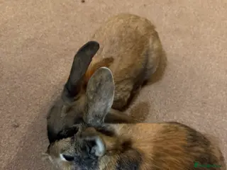 Mixed Breed rabbits 2 beautiful rabbits - Advert 14