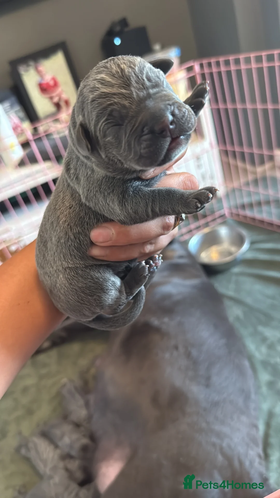 Cane Corso dogs for sale: X-Man Bloodline, Pedigree Cane Corso Puppies - Advert 3
