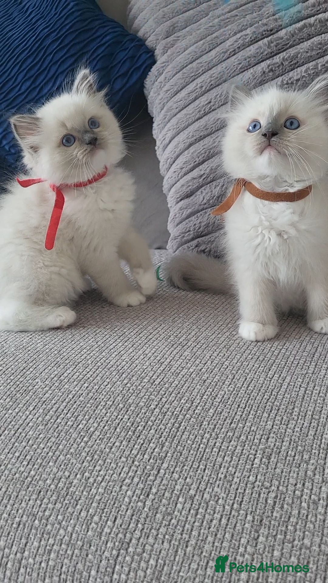 Ragdoll cats GCCF registered Males - Advert 1