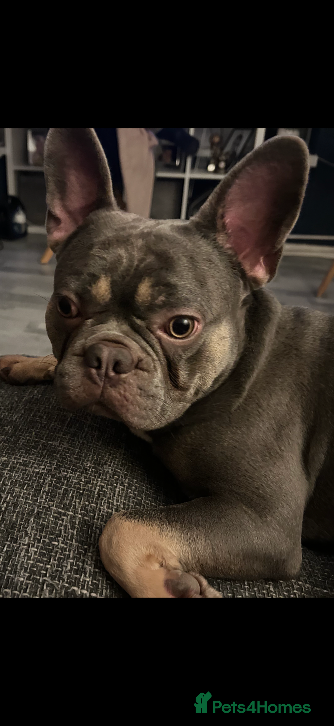 French Bulldog dogs for stud: French bull dog stud  - Advert 2