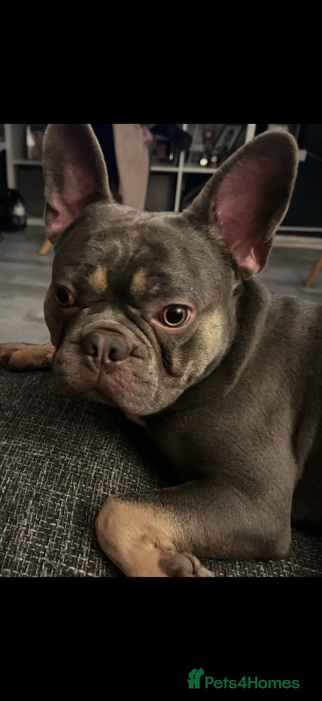 French Bulldog dogs for stud: French bull dog stud  - Advert 2