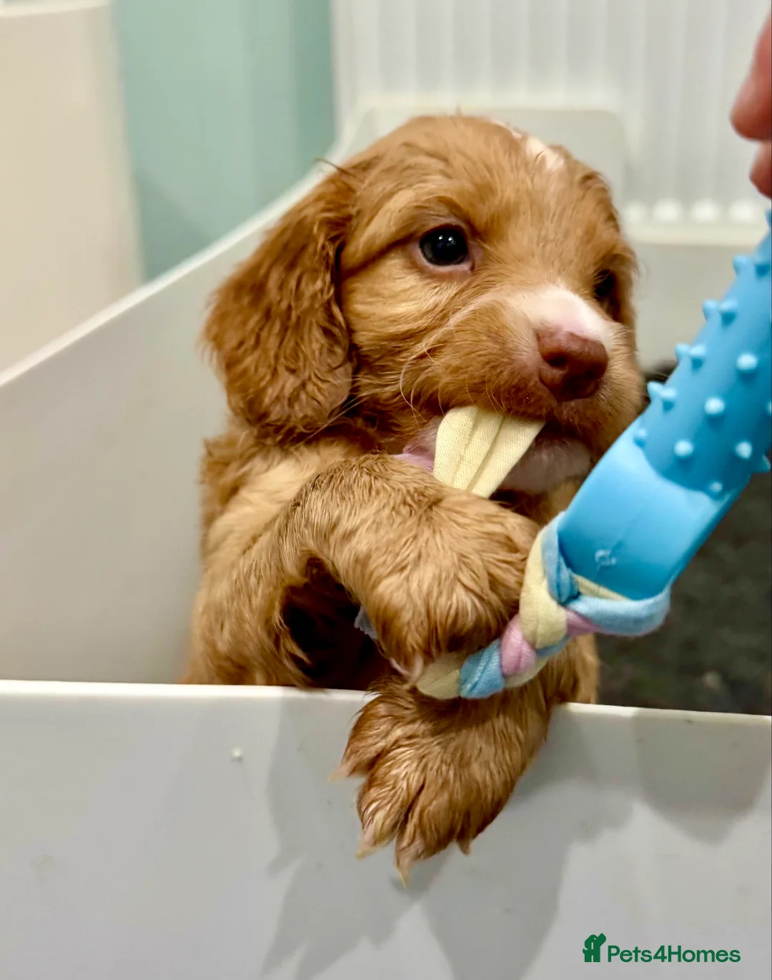 Cockapoo dogs for stud: TRICOLOUR F1 PROVEN ATAT CERTIFIED COCKAPOO STUD in Bromley - Advert 38