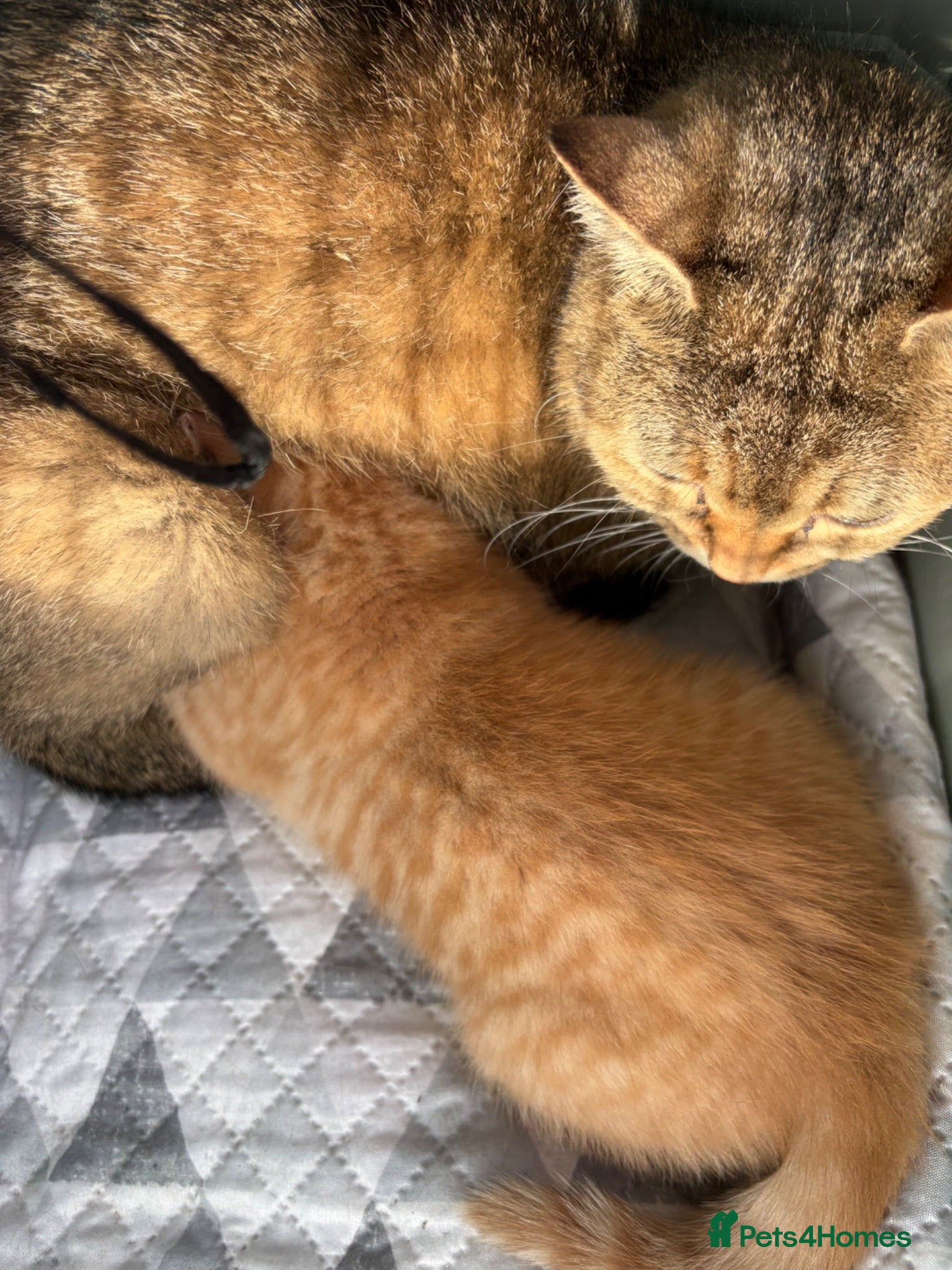 British Shorthair cats Gorgeous little ginger tabby female - Advert 1
