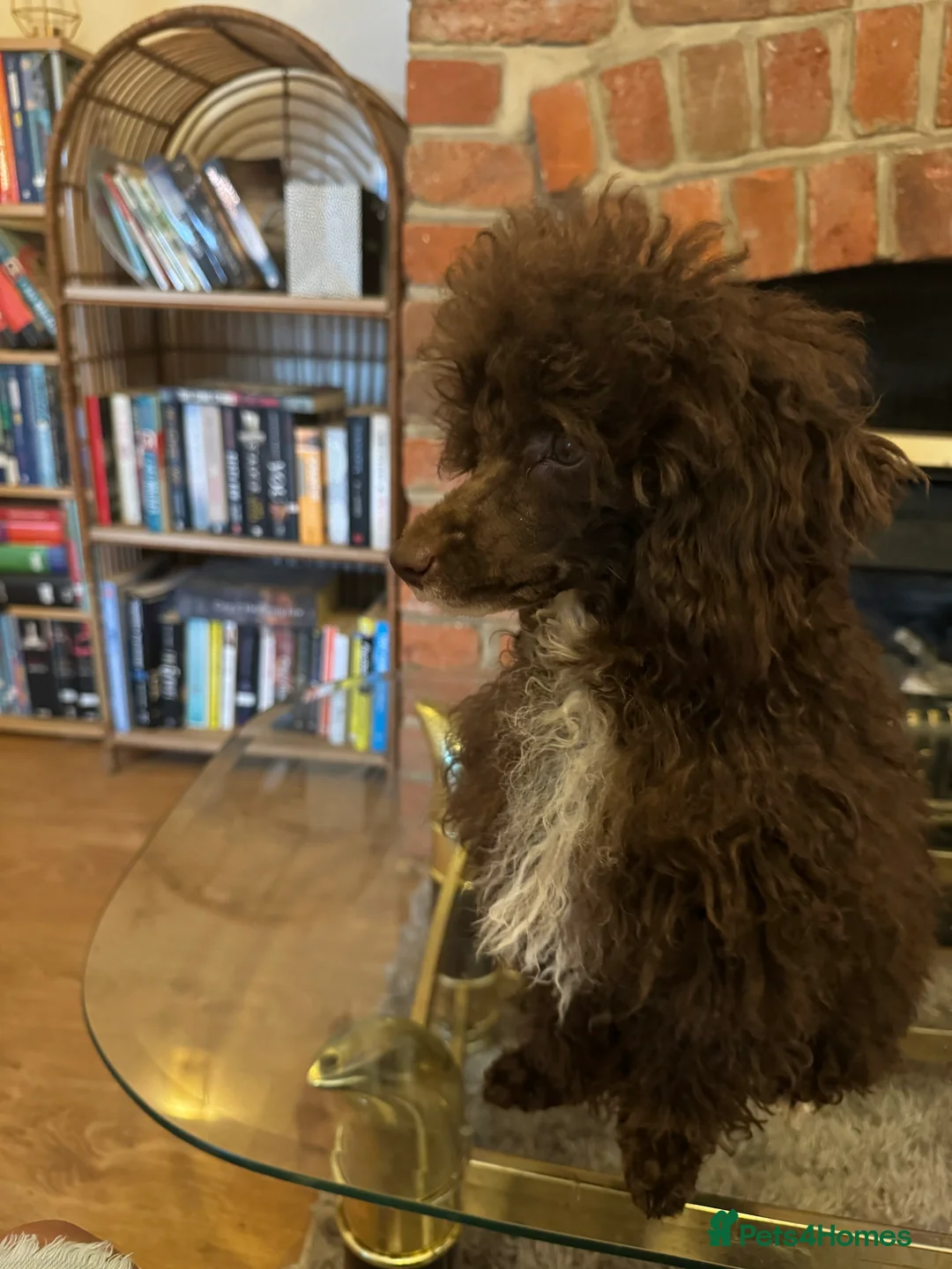 Toy Poodle dogs for stud: Lovely KC chocolate toy poodle for Stud in Watford - Advert 2