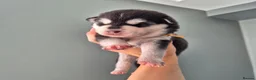 Pomsky dogs for sale: Pomsky puppies from Health tested parents - Advert 17
