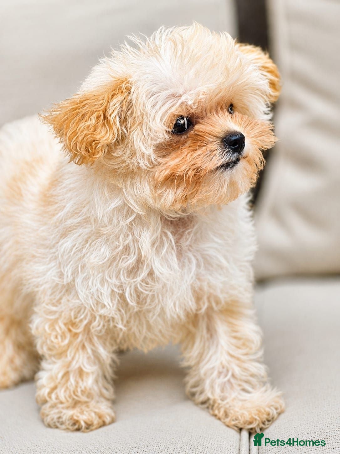 Maltipoo dogs READY Amazing TINY Korean Maltipoo Female Puppies. - Advert 2