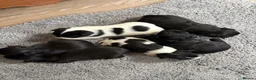 Jack Chi dogs for sale: 6 Adorable Puppies for Sale-4 Black, 2 Blac &White in Stourport-on-Severn - Advert 7
