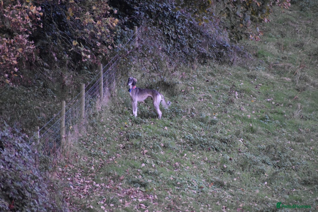 Saluki dogs for sale: ✨Breeding Announcement ✨ - Image 6