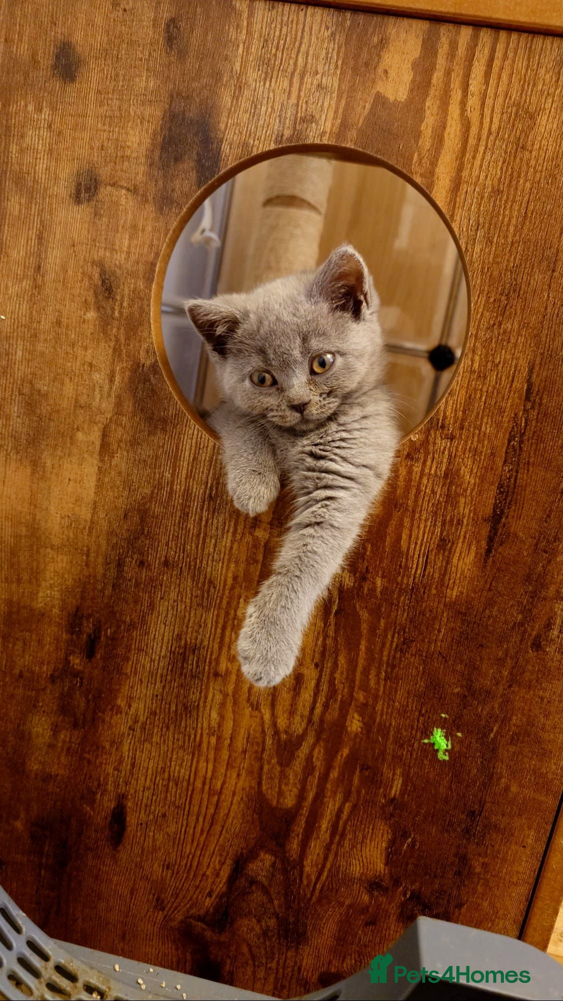 British Shorthair cats Cute babies!😸 - Advert 2