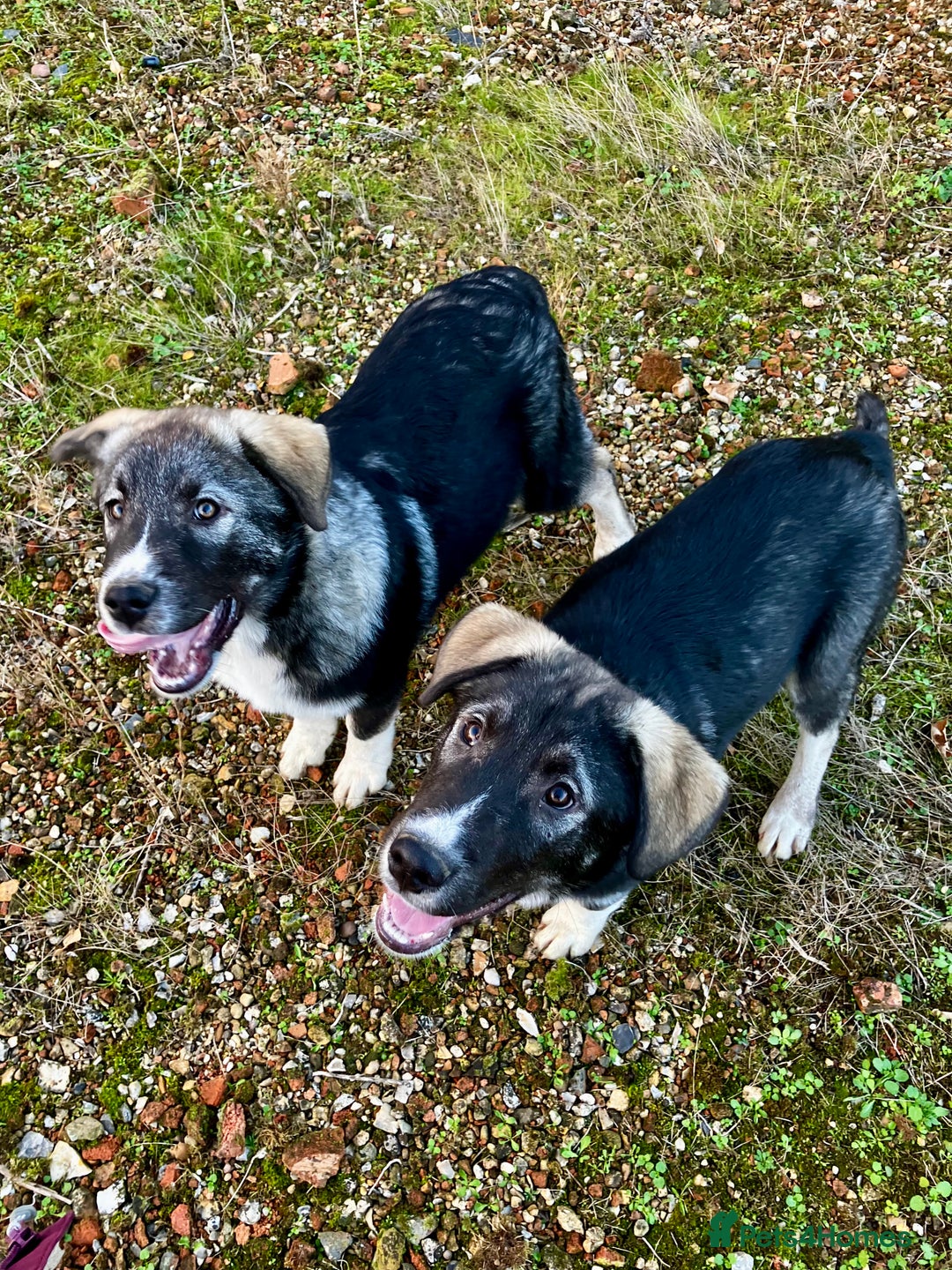 Mixed Breed dogs for sale: READY NOW! Pure Husky x Caucasian Shepherd - Advert 1