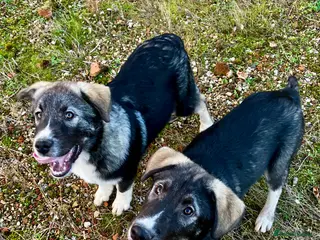 Mixed Breed dogs READY NOW! Husky x Caucasian Shepherd - Advert 10