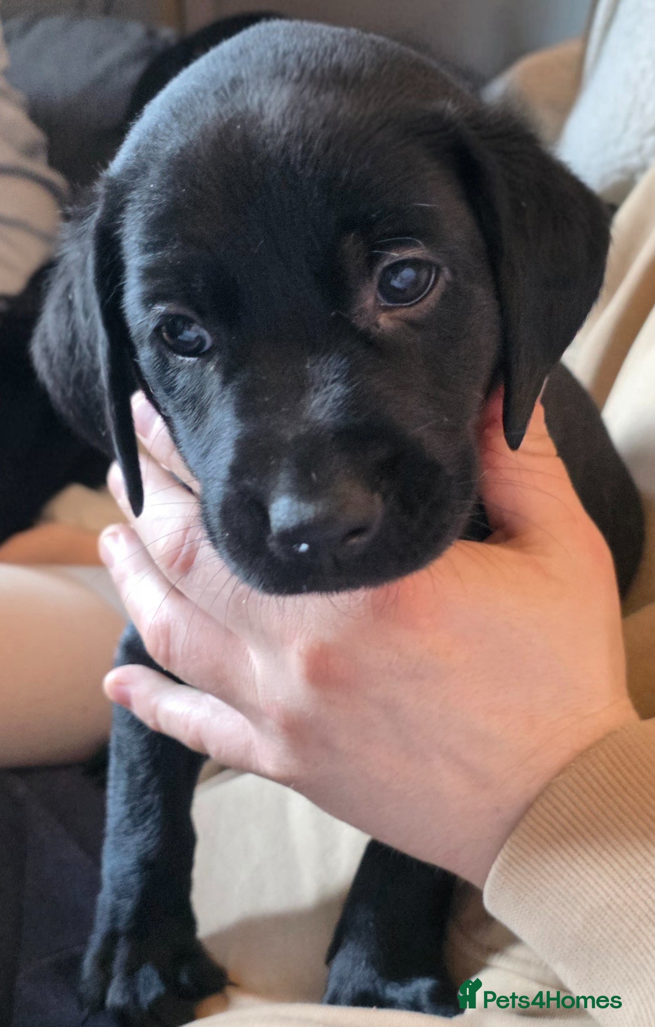 Labrador Retriever Puppy black boy