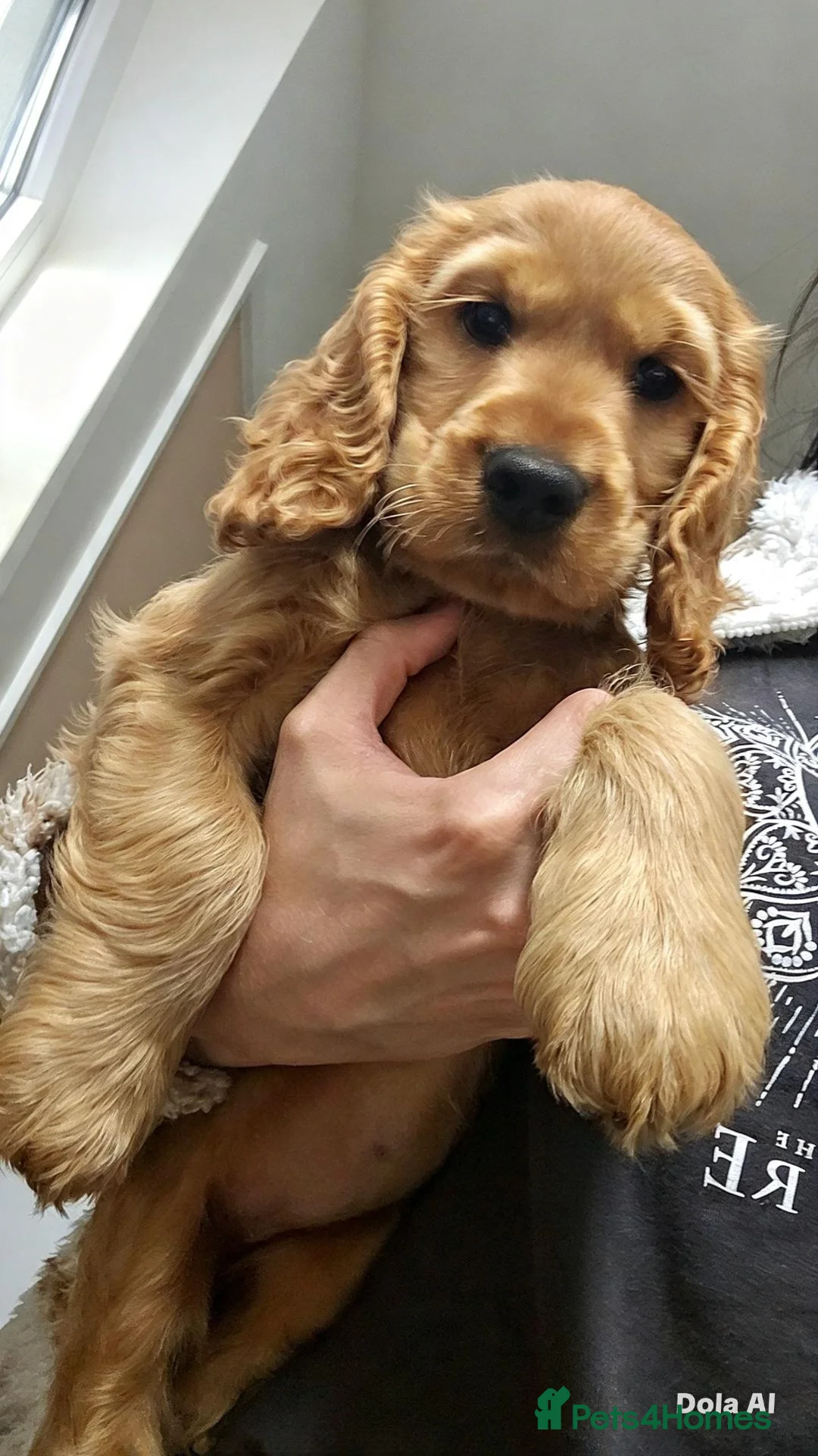 Cocker Spaniel dogs for sale: Golden cocker spaniel - Advert 2