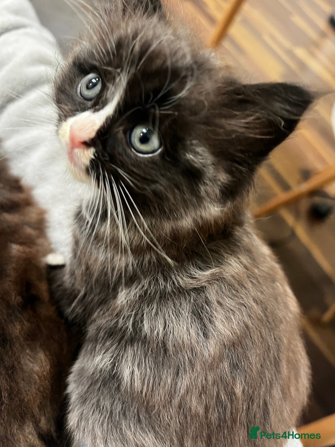 Mixed Breed cats for sale: Ragdoll mixed breed - Advert 10