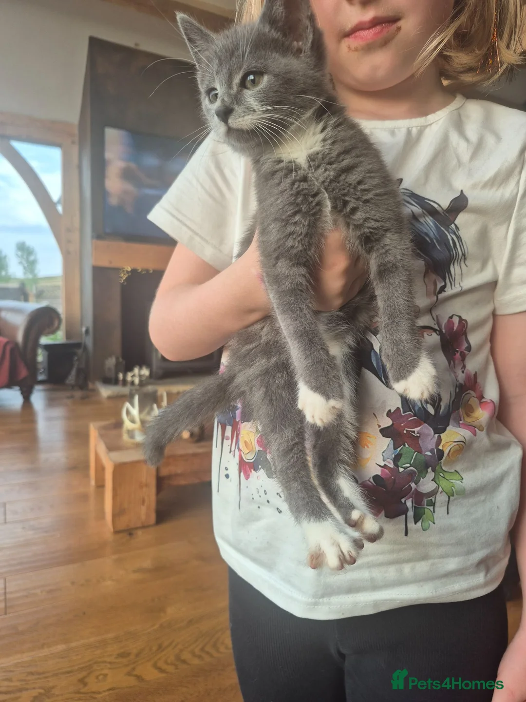 Mixed Breed cats for sale: Beautifully marked kittens  - Advert 1