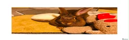 Mixed Breed rabbits for sale: Daisy in Milton Keynes - Advert 2