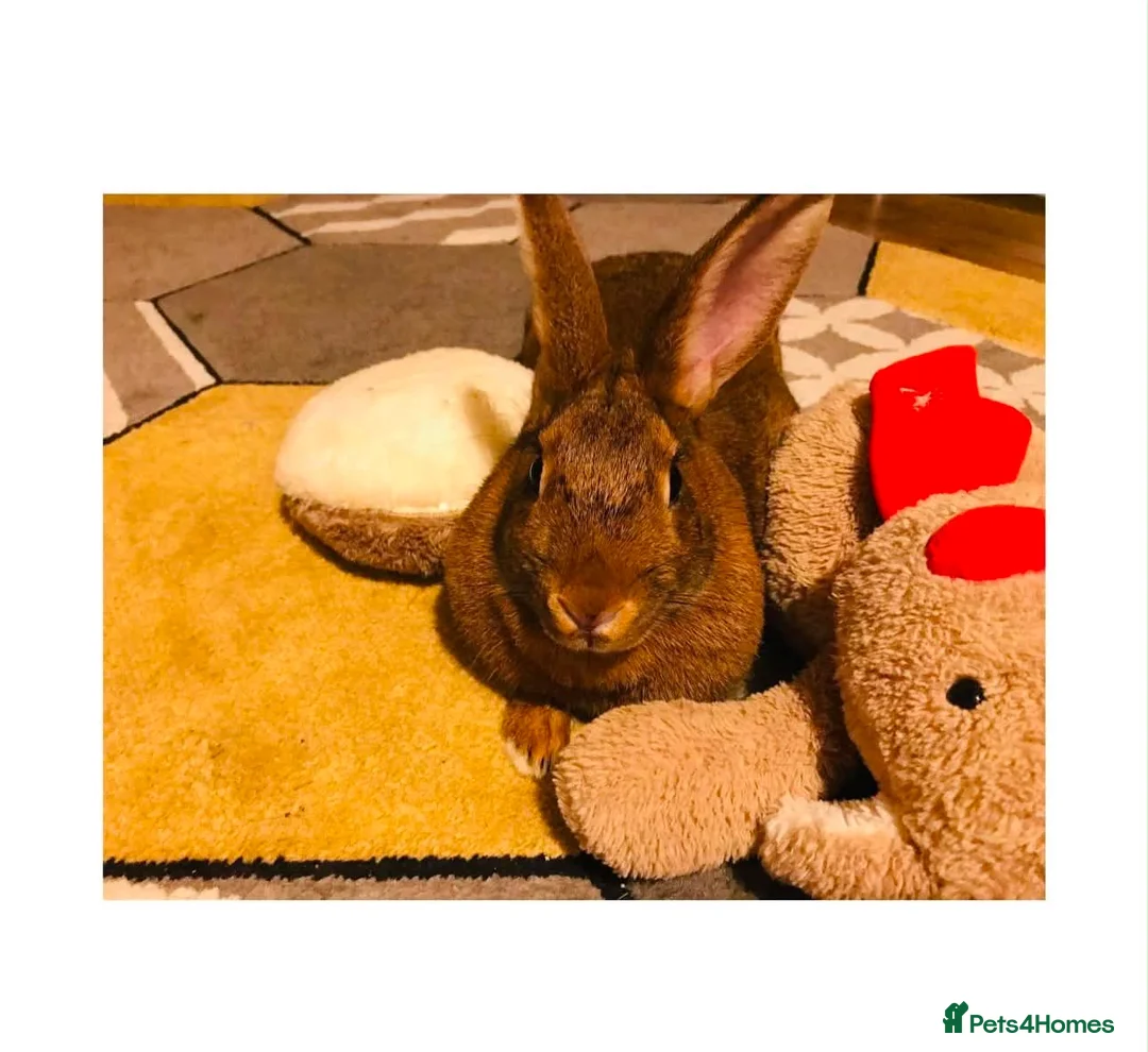 Mixed Breed rabbits for sale: Daisy in Milton Keynes - Advert 2