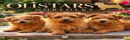 Norfolk Terrier dogs for stud: Olistars Norfolk studs  - Advert 1
