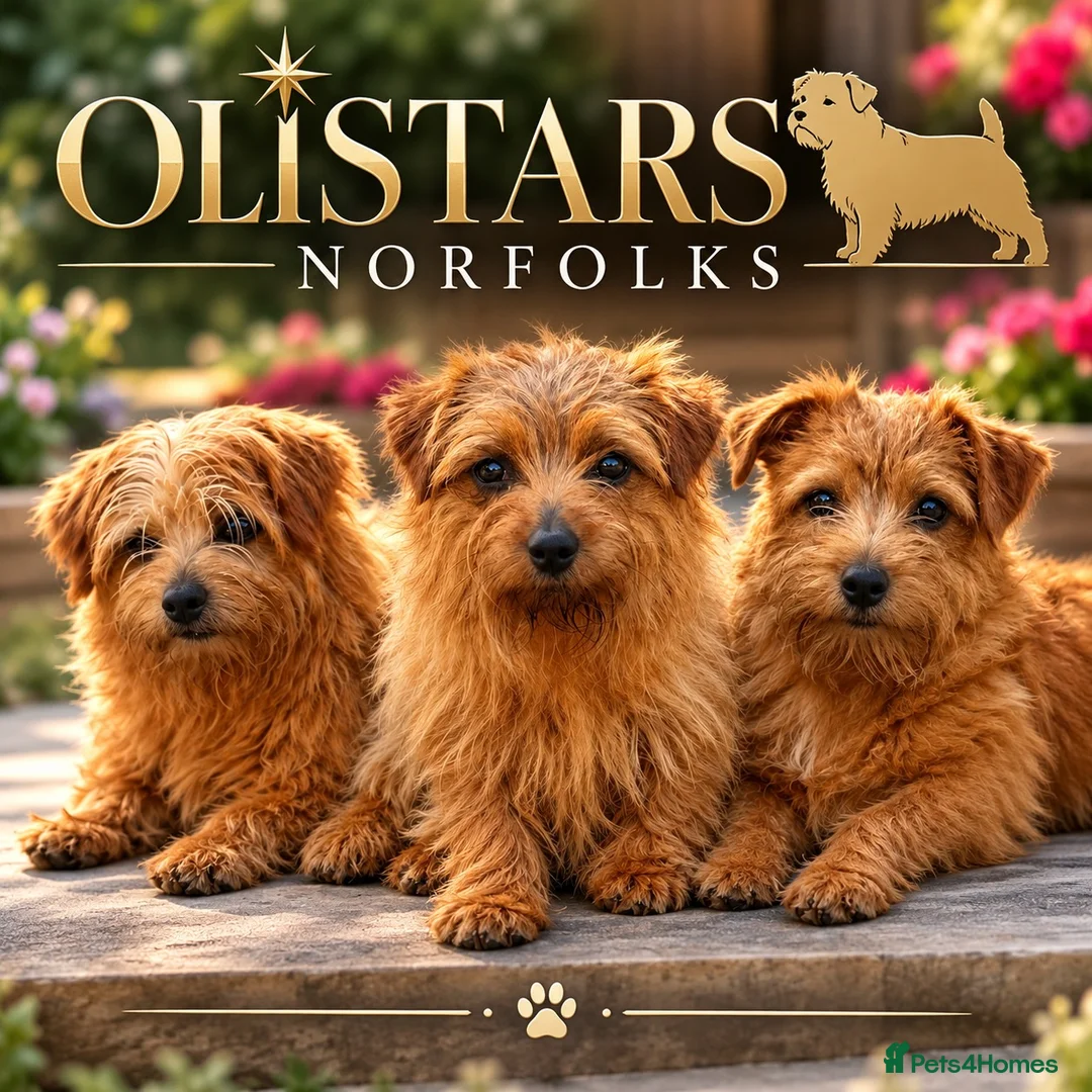 Norfolk Terrier dogs for stud: Olistars Norfolk studs  - Advert 1