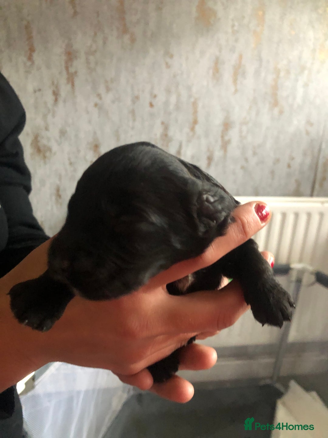 Cockapoo dogs for sale: Cockerpoo  - Image 4