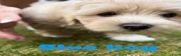 Maltipoo dogs for sale: REDUCED Korean Maltipoo puppies  - Advert 8