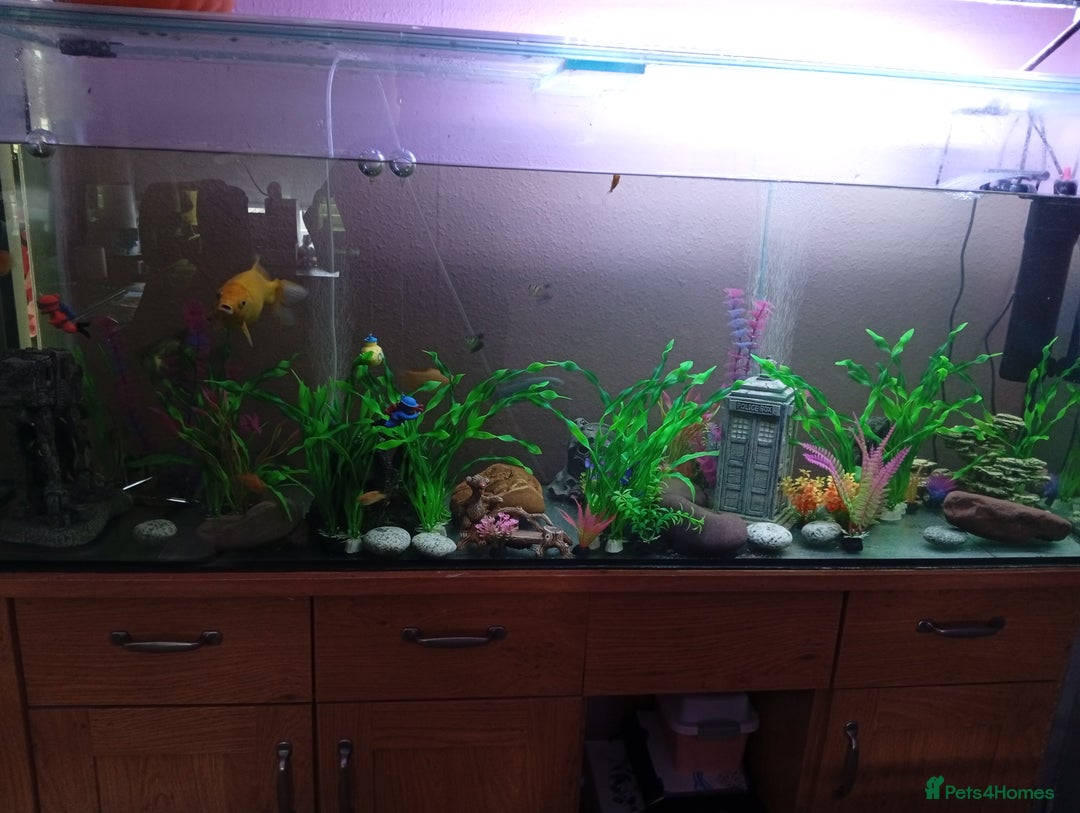 Plecos fish for sale: 5/6ft fish tank with fish of all kinds - Image 1