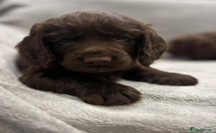 Cocker Spaniel dogs - Advert 11