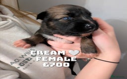 Shepsky dogs for sale: 7 Beautiful Shepsky pups for sale (3 boys 4 girls) - Image 13