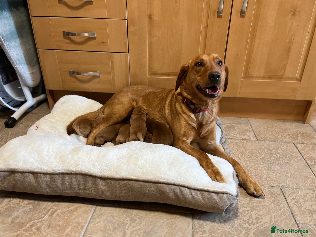 Labrador Retriever dogs for sale: KC Registered Fox Red Labrador puppies - Image 4