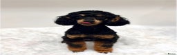 Miniature Poodle dogs for sale: 🌟KC Phantom Miniature Poodle Champion Lines🌟 - Advert 5
