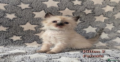 Ragdoll cats - Advert 10