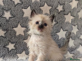 Ragdoll cats - Advert 11